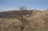 Crataegus monogyna. Дерево, готовящееся к покою. Краснодарский край, м/о г. Геленджик, хр. Маркотх, гора Солдатский Бугор, ≈ 700 м н.у.м., остепнённый склон. 02.12.2017.