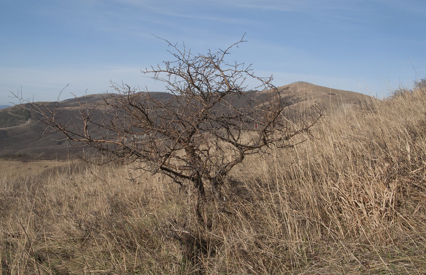 Image of Crataegus monogyna specimen.