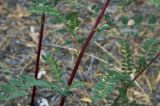 Astragalus membranaceus