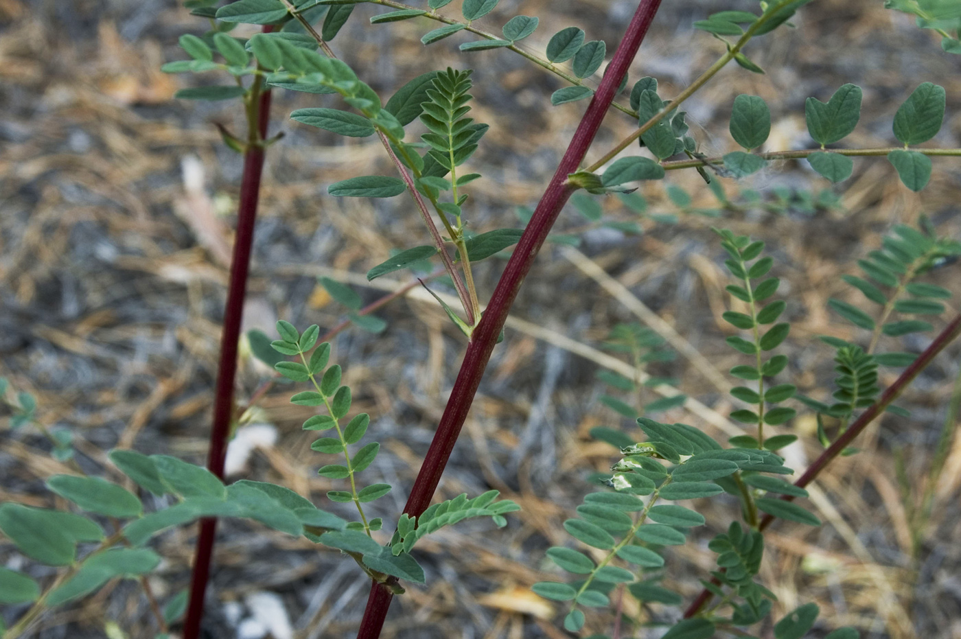 Image of Astragalus membranaceus specimen.