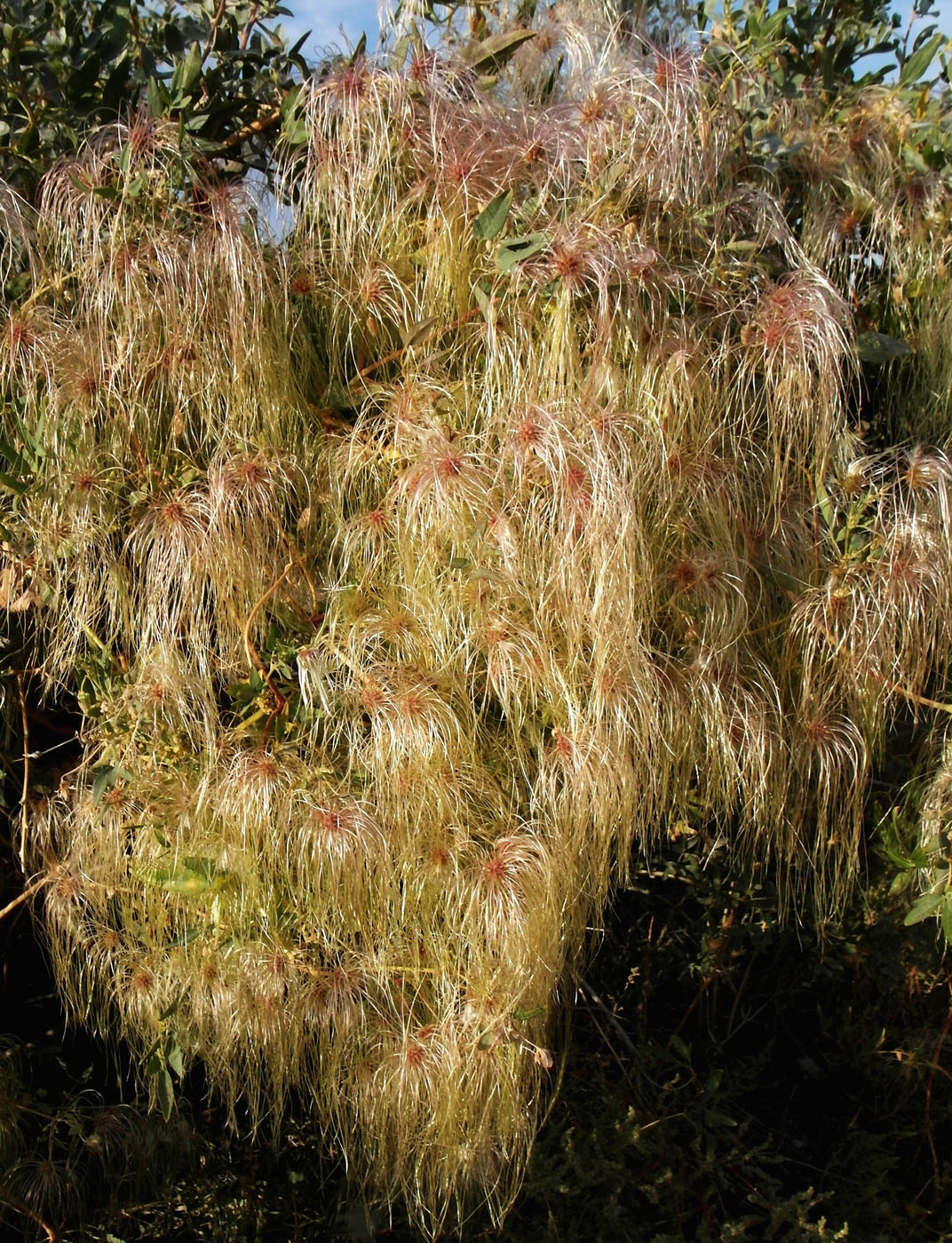 Изображение особи Clematis orientalis.