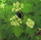 Viburnum acerifolium. Верхушки ветвей с соцветиями. Польша, г. Рогов, арборетум, в культуре. 29.05.2018.