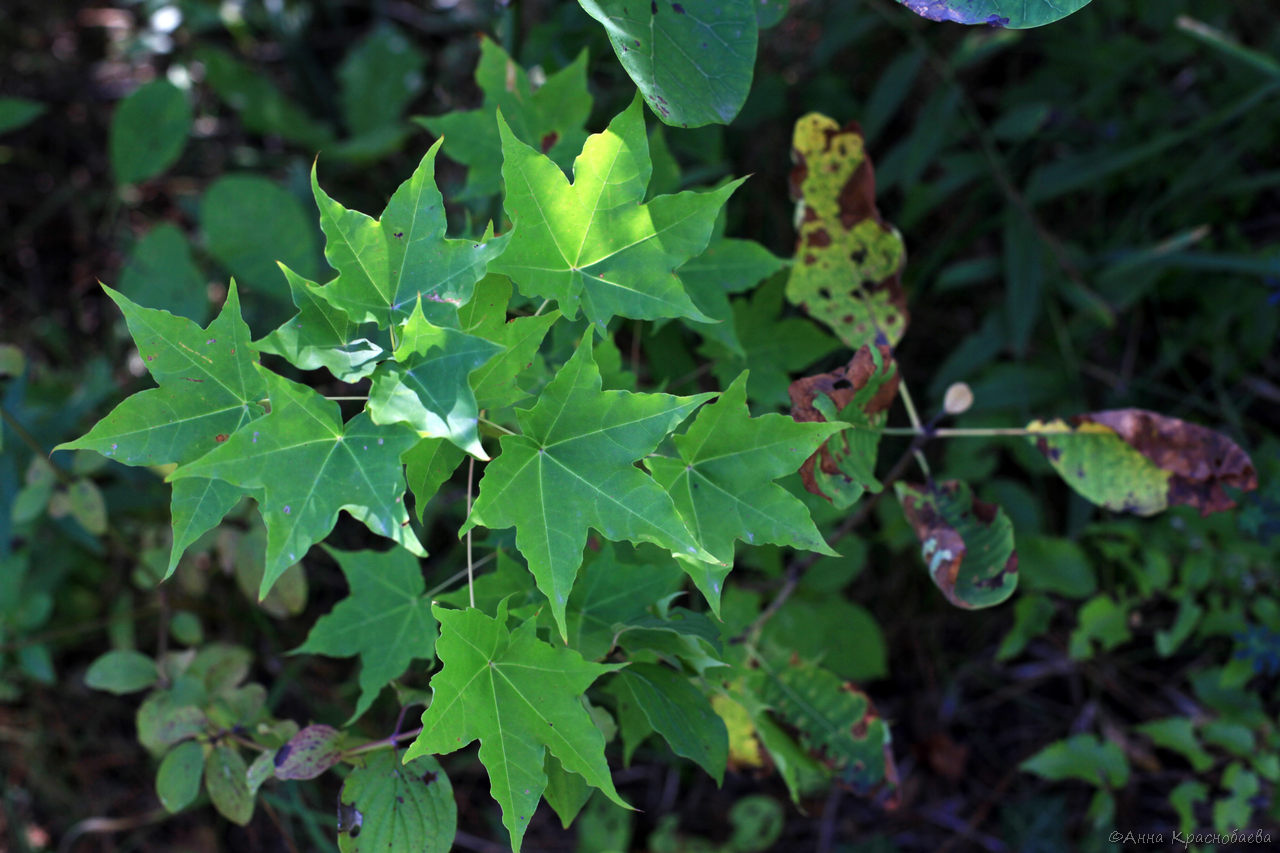 Image of Acer cappadocicum specimen.