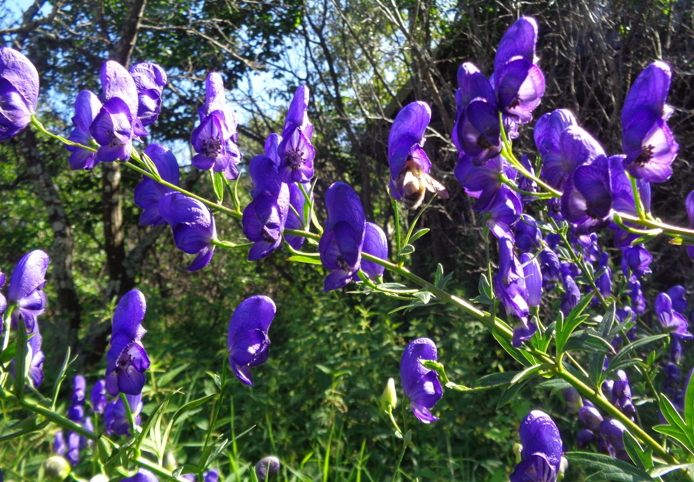 Image of Aconitum &times; stoerkianum specimen.