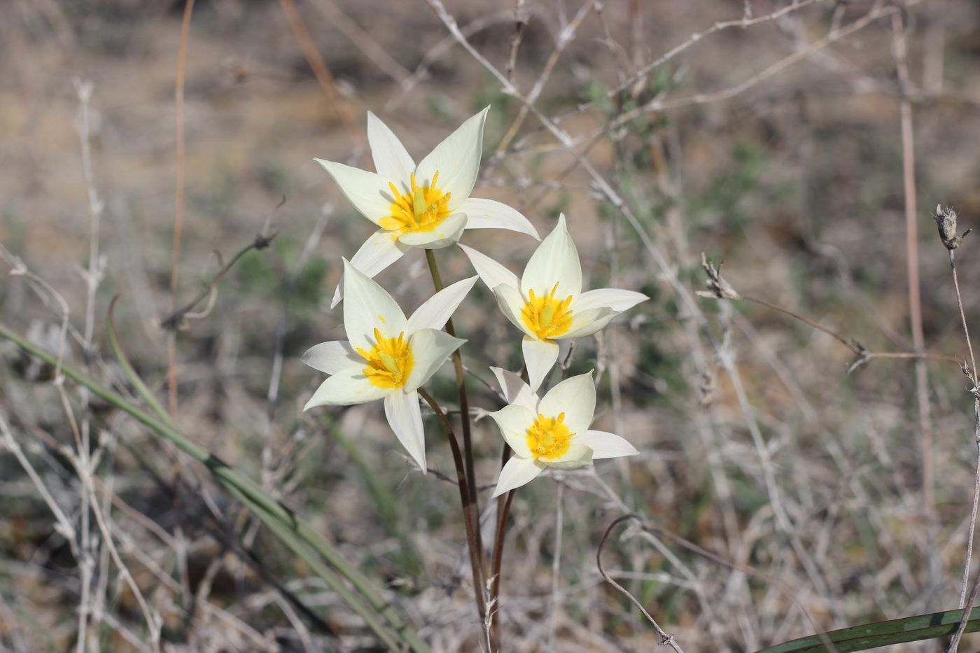 Изображение особи Tulipa buhseana.