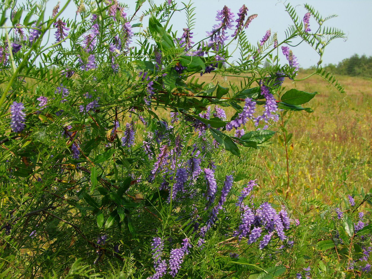 Image of Vicia cracca specimen.