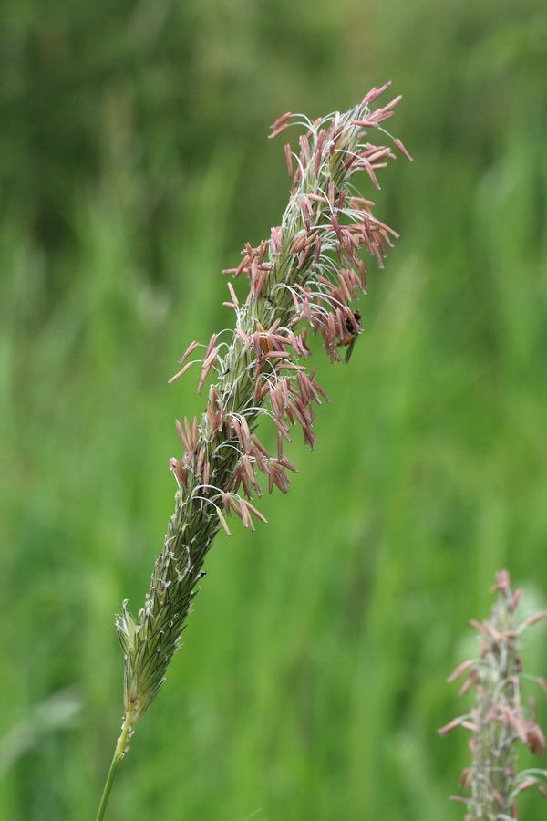 Image of Alopecurus pratensis specimen.