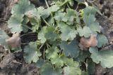 Heuchera pulchella