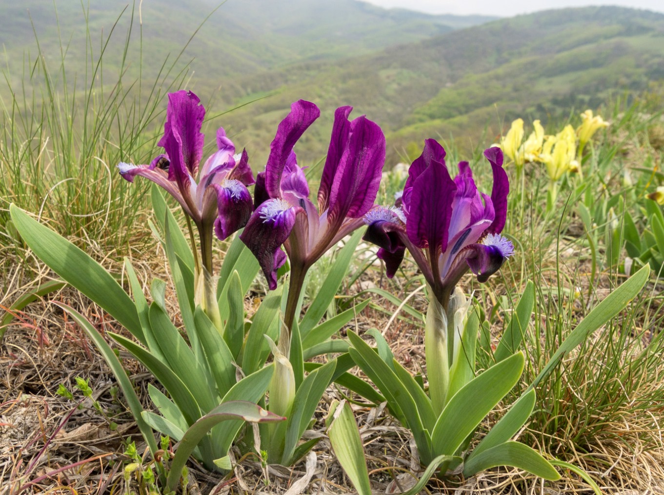 Image of Iris pumila specimen.