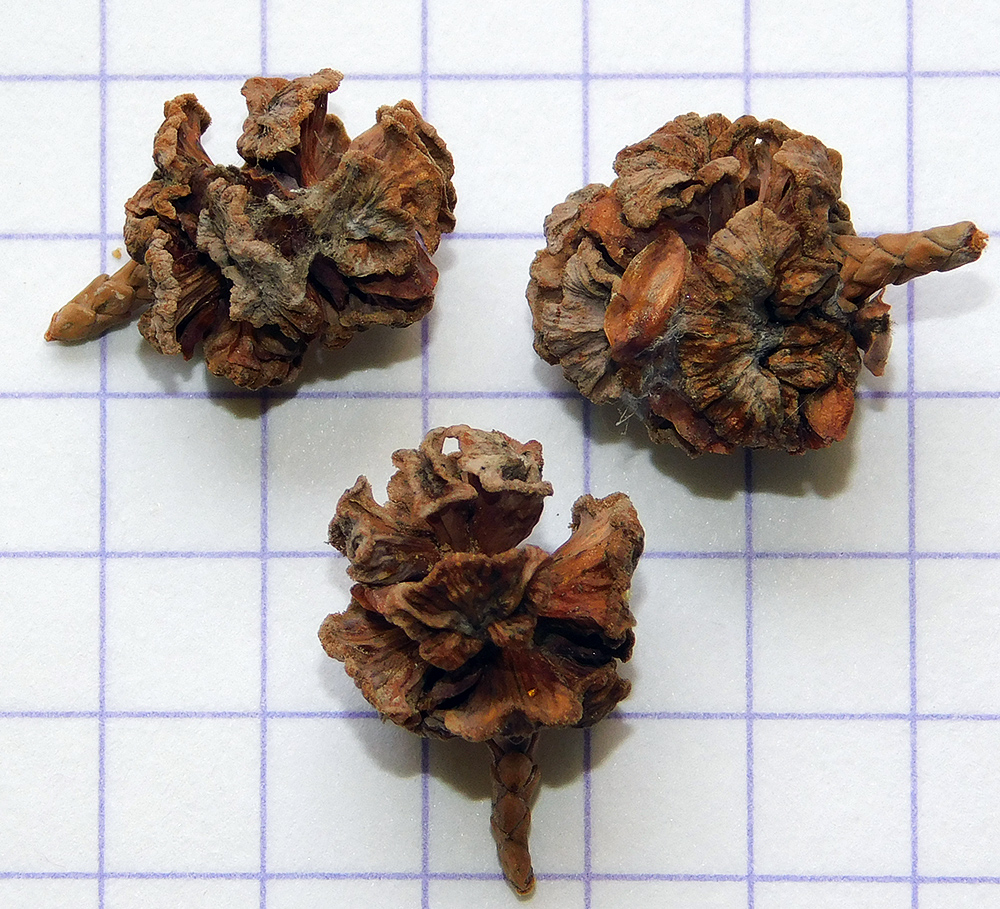 Image of Chamaecyparis lawsoniana specimen.