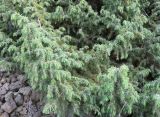 Juniperus oblonga