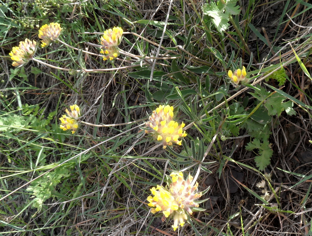 Image of Anthyllis lachnophora specimen.