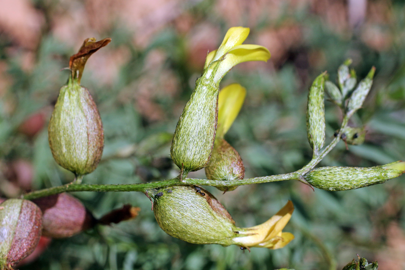 Image of Astragalus xanthomeloides specimen.