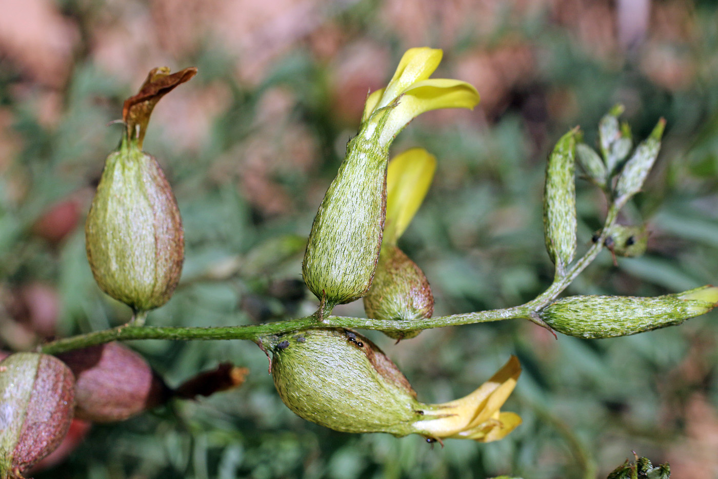 Изображение особи Astragalus xanthomeloides.