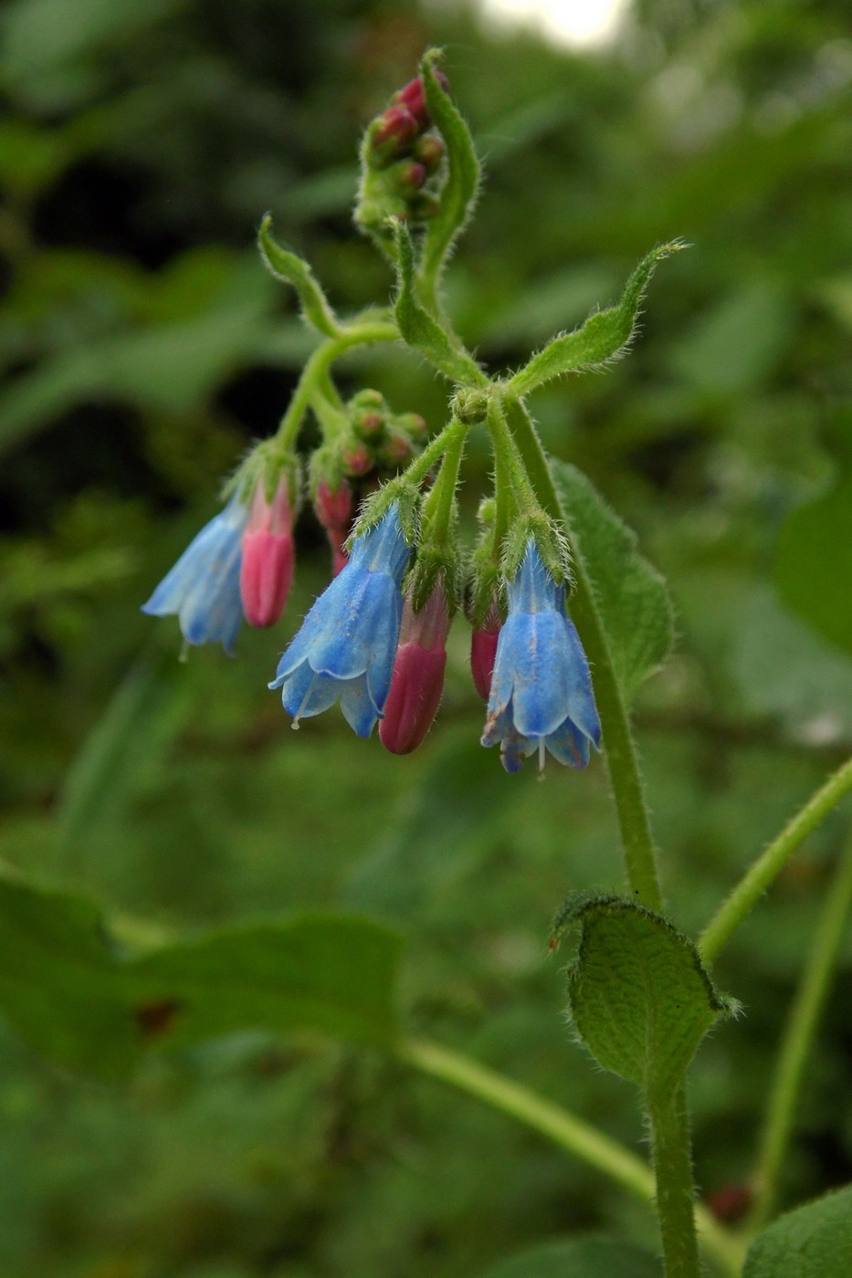 Изображение особи Symphytum asperum.