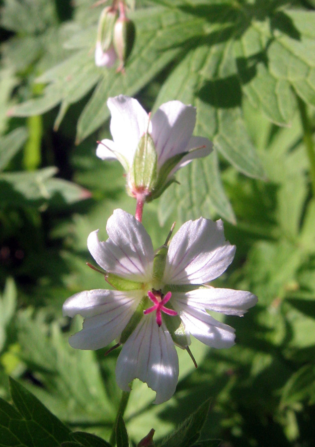 Изображение особи Geranium albiflorum.