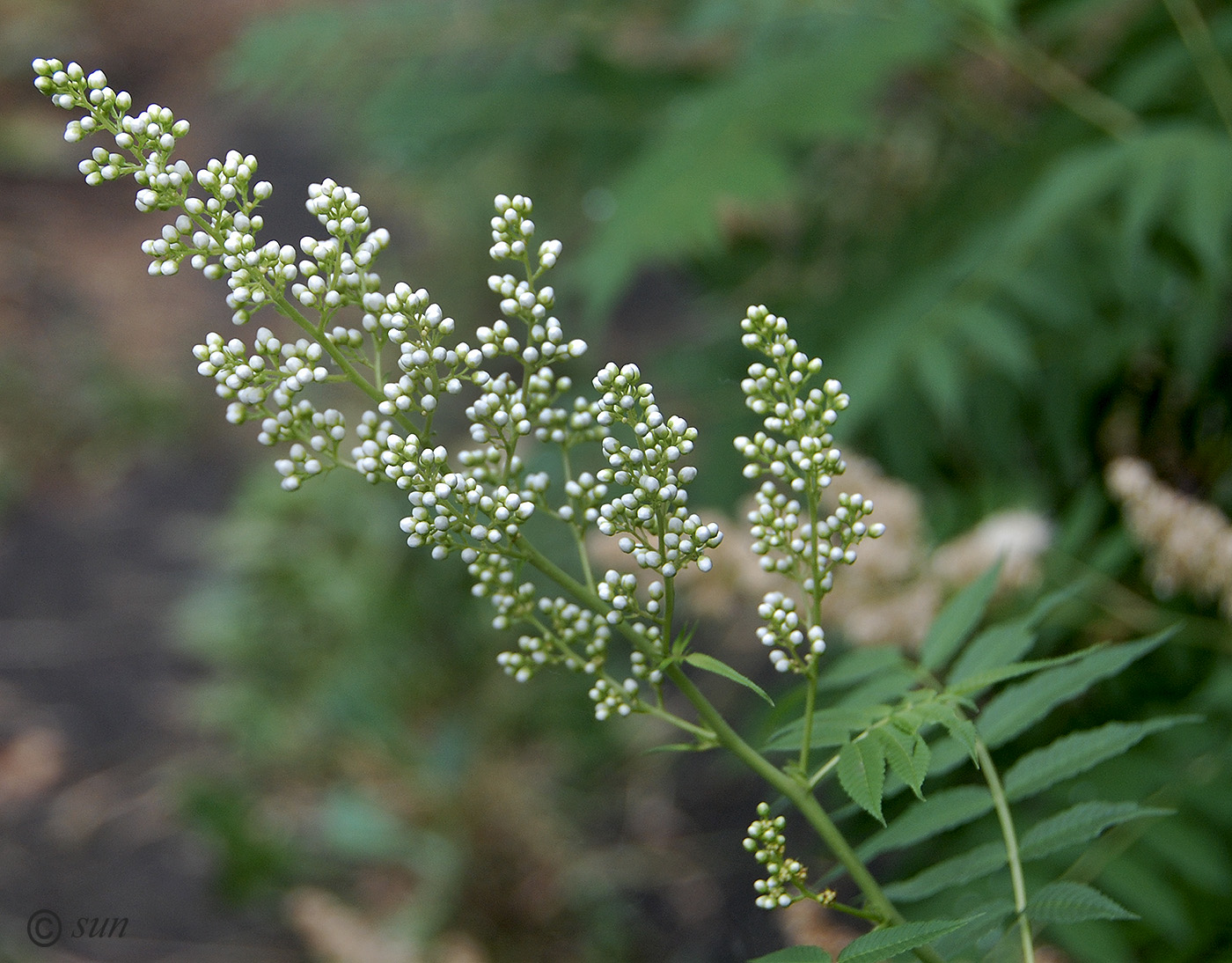 Image of Sorbaria sorbifolia specimen.