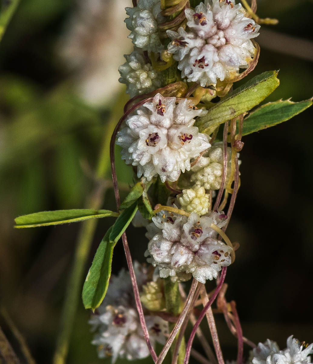 Изображение особи Cuscuta approximata.