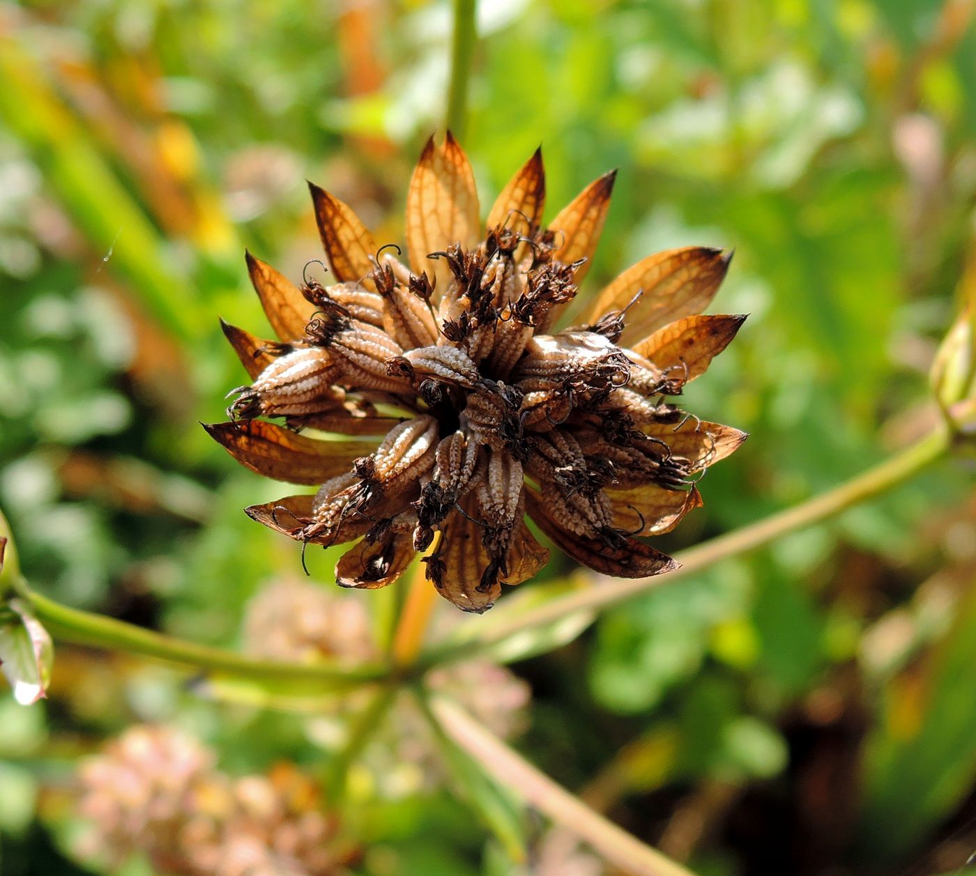 Изображение особи Astrantia major.