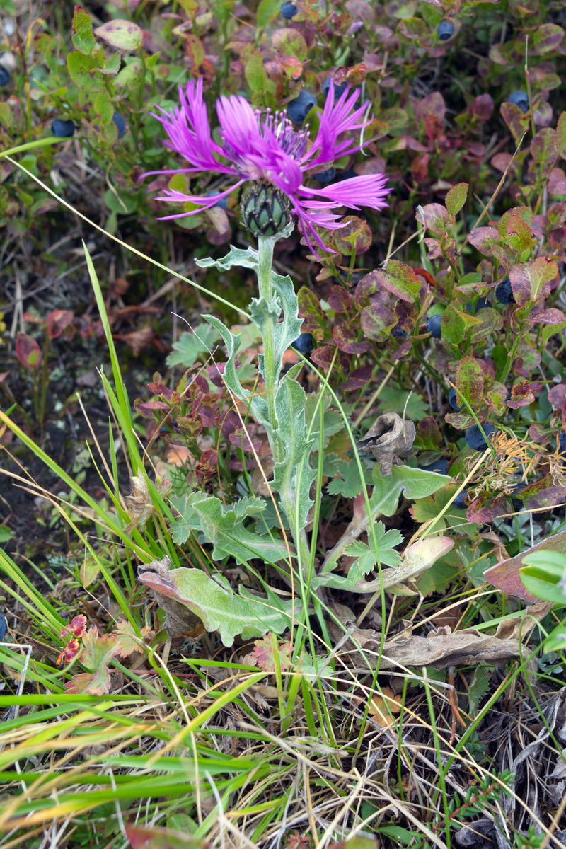 Image of Centaurea willdenowii specimen.