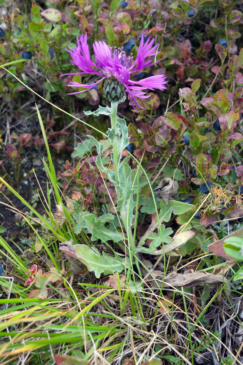 Image of Centaurea willdenowii specimen.