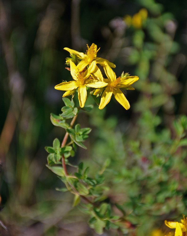 Image of Hypericum perforatum specimen.