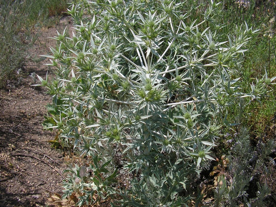 Изображение особи Eryngium campestre.