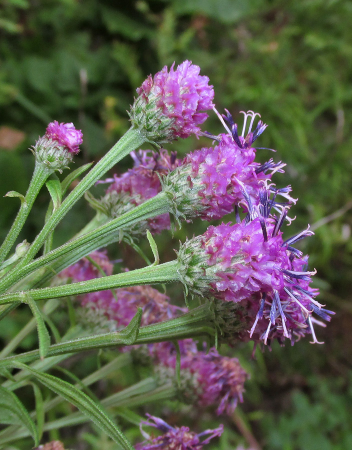 Image of Saussurea pulchella specimen.