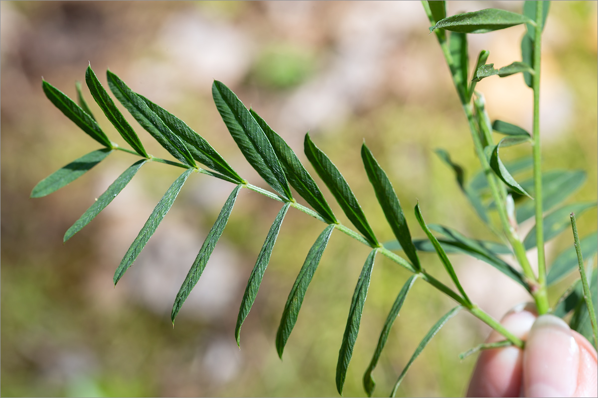 Изображение особи Onobrychis arenaria.