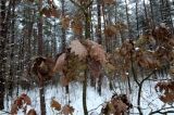 Quercus robur. Высохшие побуревшие листья. Беларусь, г. Гродно, лесопарк Пышки. 23.12.2018.