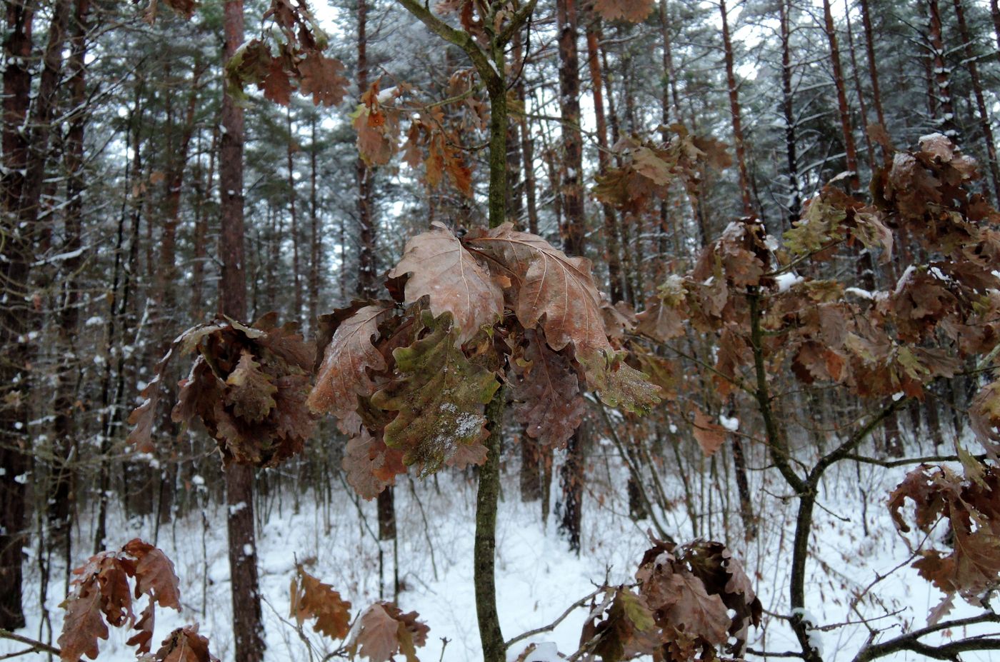 Image of Quercus robur specimen.