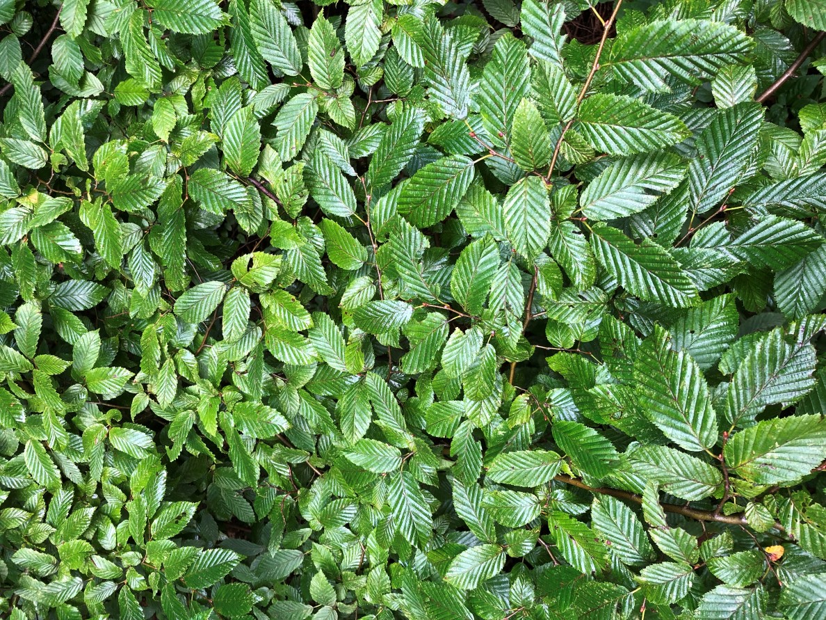 Image of Carpinus betulus specimen.