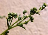 Artemisia подвид maritima