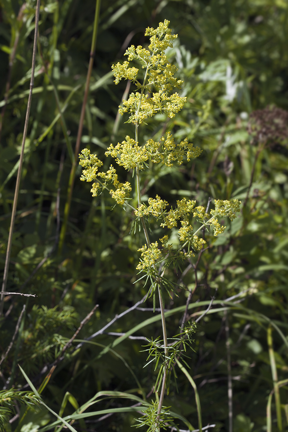 Изображение особи Galium verum.