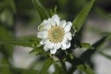 Achillea ptarmica ssp. macrocephala