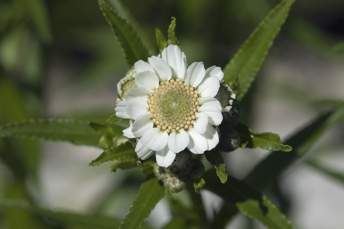 Image of Achillea ptarmica ssp. macrocephala specimen.