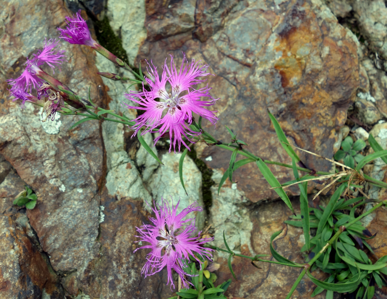 Изображение особи Dianthus superbus.