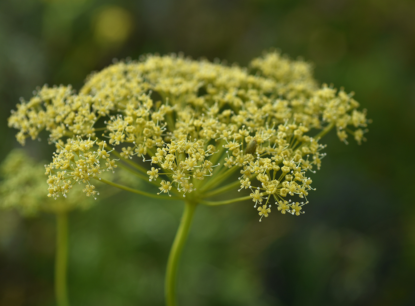 Изображение особи Peucedanum morisonii.