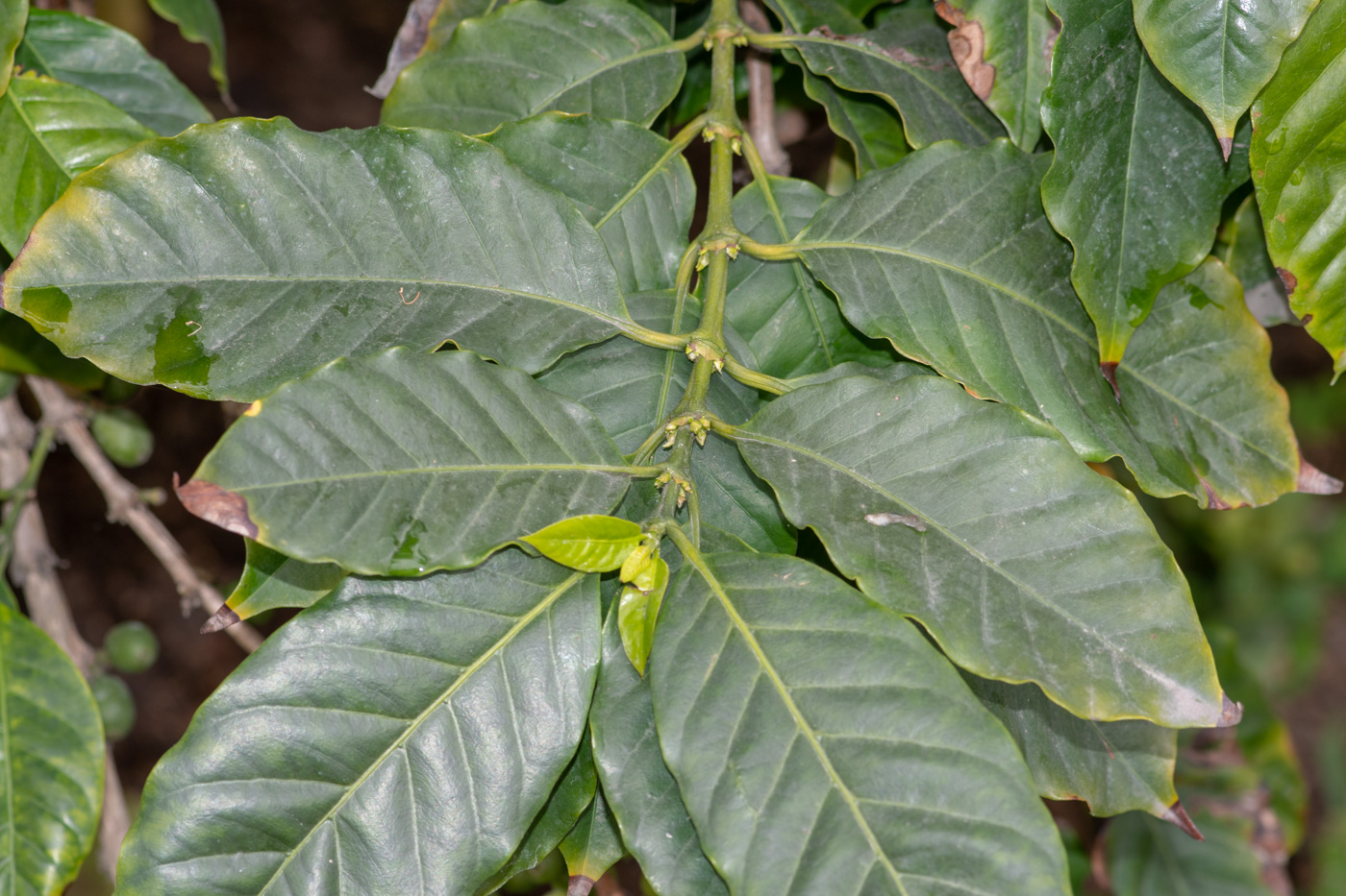 Изображение особи Coffea arabica.