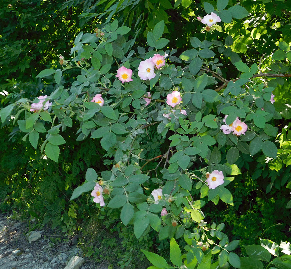 Изображение особи Rosa corymbifera var. tomentosa.