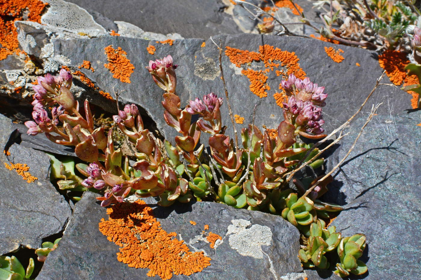 Image of Hylotelephium ewersii specimen.
