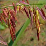 Zizania aquatica