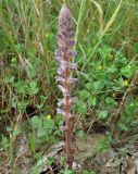 Orobanche pubescens