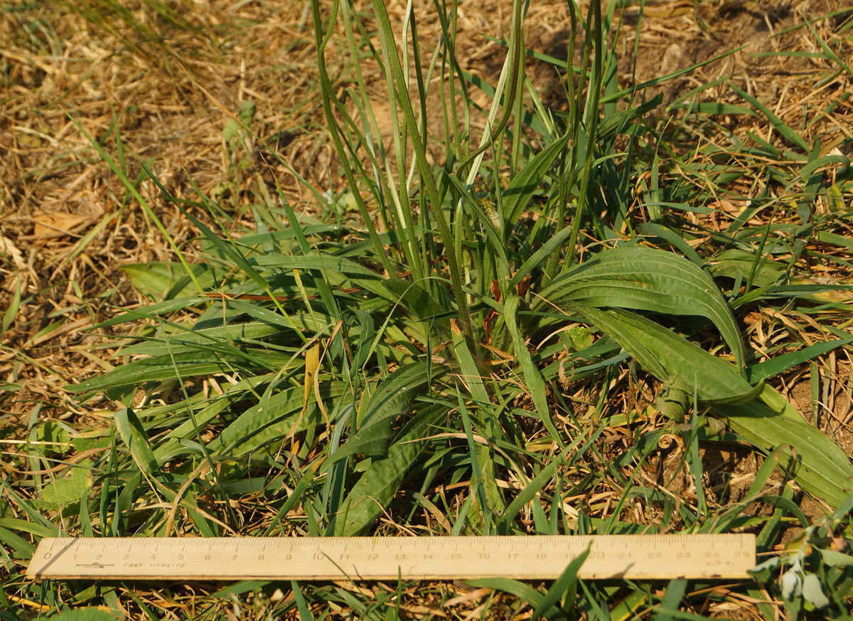 Image of Plantago lanceolata specimen.
