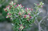 Salsola arbusculiformis