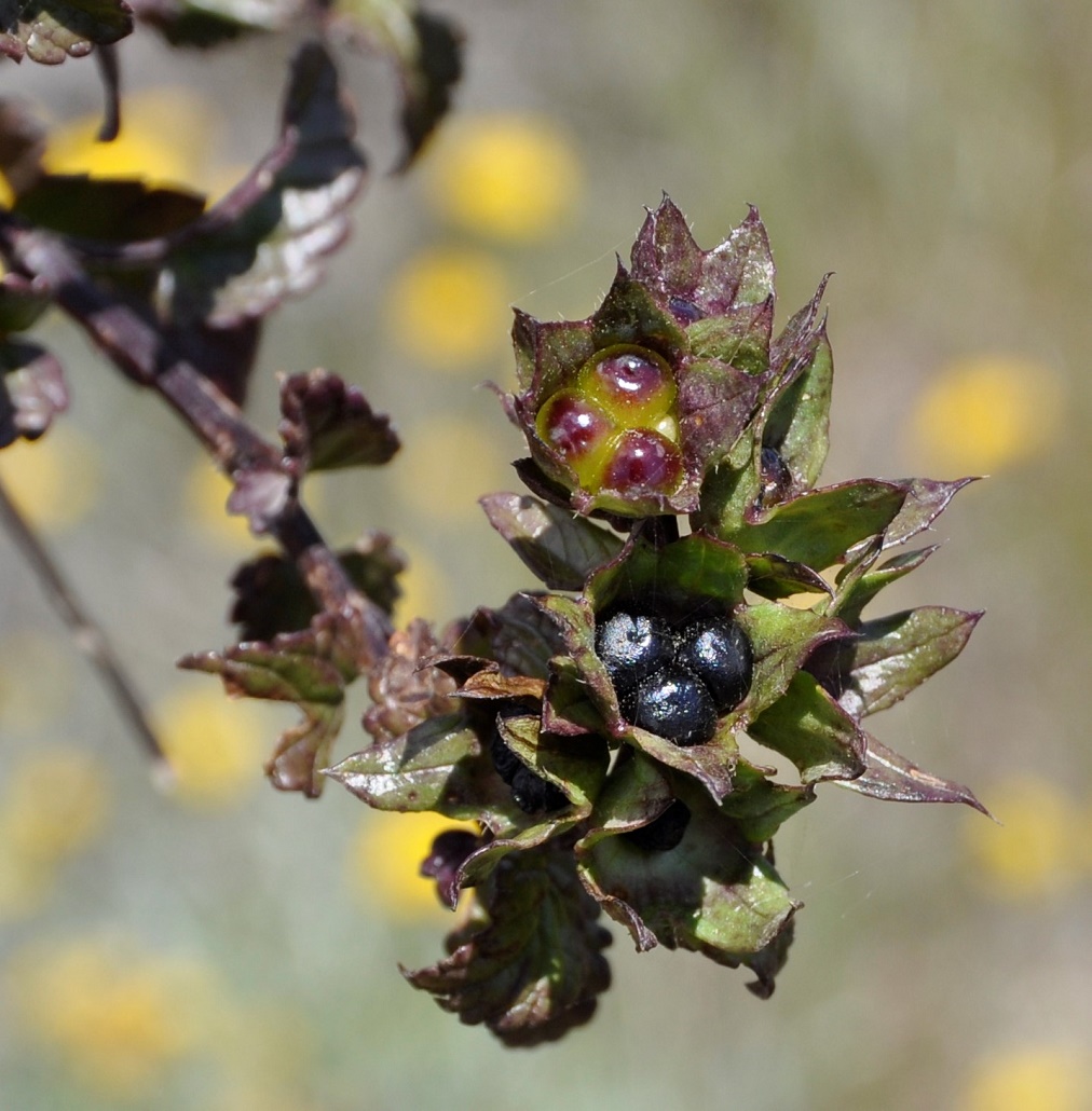 Image of Prasium majus specimen.