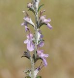 Image of taxon representative. Author is Роланд Цандекидис