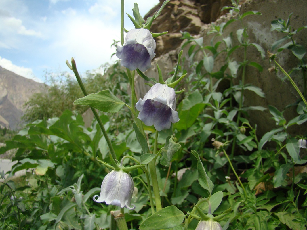 Изображение особи Codonopsis bactriana.