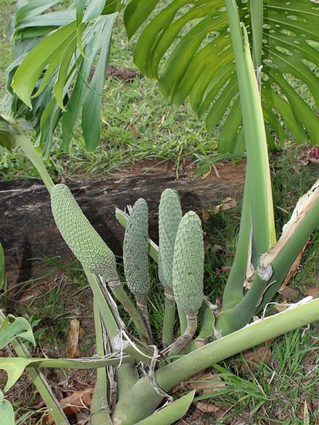 Image of Monstera deliciosa specimen.