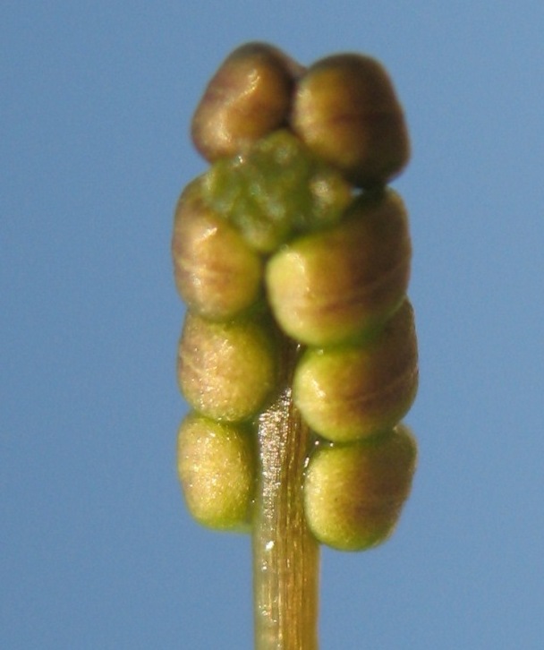 Image of Ruppia spiralis specimen.